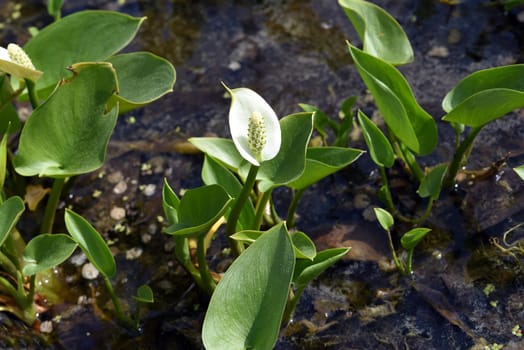 Marsh calla,Calla palustris,is an aquatic plant with white flowers. Marsh calla,Calla palustris,is an aquatic plant with white flowers.