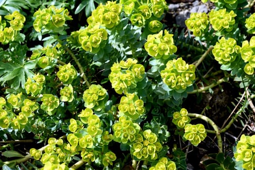 Euphorbia myrsinites is a beautiful plant with green flowers. Roller spurge is a beautiful plant with green flowers.