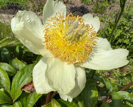 Peony,Paeonia is an important medicinal plant with purple,red,yellow and white flowers. It is also used in medicine. Peony,Paeonia is an important medicinal plant with purple,red,yellow and white flowers. It is also used in medicine.