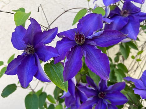 Clematis,The President,Clematis hybrid,is a beautiful climbing plant with blue,double flowers. Clematis,The President,Clematis Hybrid,is a beautiful climber with blue,flowers.
