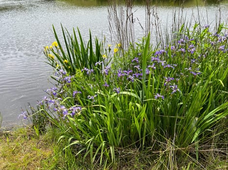 Biotopes are nature reserves with water and many plants and animals. Biotopes are nature reserves with water and many plants and animals.