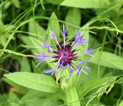 Mountain knapweed,Centaurea,montana is a wild and medicinal plant with blue flowers. Mountain knapweed,Centaurea,montana is a wild and medicinal plant with blue flowers