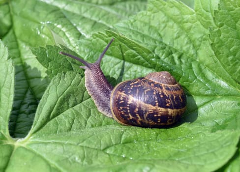 Spotted snail,Cornu aspersum are snails that are commonly found. Spotted snail,Cornu aspersum are snails that are commonly found