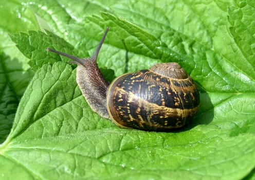 Spotted snail,Cornu aspersum are snails that are commonly found. Spotted snail,Cornu aspersum are snails that are commonly found