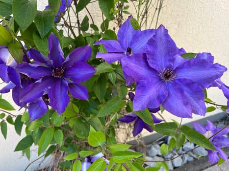 Clematis,The President,Clematis hybrid,is a beautiful climbing plant with blue,double flowers. Clematis,The President,Clematis Hybrid,is a beautiful climber with blue,flowers.