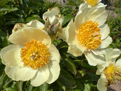 Peony,Paeonia is an important medicinal plant with purple,red,yellow and white flowers. It is also used in medicine. Peony,Paeonia is an important medicinal plant with purple,red,yellow and white flowers. It is also used in medicine.