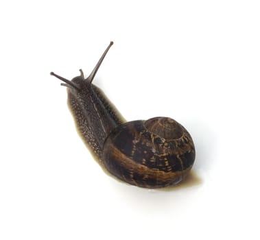 Spotted snail,Cornu aspersum are snails that are commonly found. Spotted snail,Cornu aspersum are snails that are commonly found