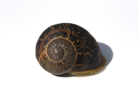 Spotted snail,Cornu aspersum are snails that are commonly found. Spotted snail,Cornu aspersum are snails that are commonly found
