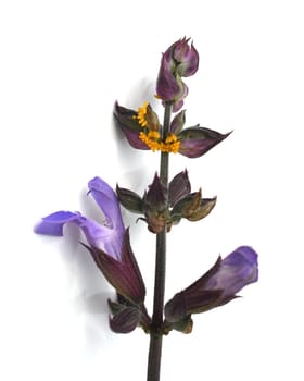 Sage,Salvia officinalis,is an important medicinal plant and a fragrant plant with blue flowers. It is a beautiful perennial and is also used in the kitchen as a spice. Sage,Salvia officinalis,is an important medicinal plant and a scented plant with blue flowers. It is a beautiful perennial and is also used in the kitchen as a seasoning.