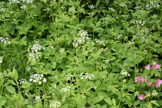 Goutweed,Aegopodium podagraria,belongs to the wild herbs and wild vegetables. It is a wild plant with white flowers. It is an important medicinal plant. Giersch,Aegopodium podagraria,belongs to the wild herbs and wild vegetables. It is a wild plant with white flowers. It is an important medicinal plant.