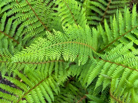 Shield fern,Polystichum setiferum is one of the native forest ferns,rolls out in spring and forms long,double-pinnate fronds. Polystichum setiferum is one of the native forest ferns,unfurls in spring and forms long,bi-pinnate fronds