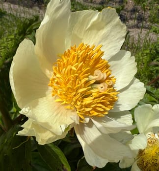 Peony,Paeonia is an important medicinal plant with purple,red,yellow and white flowers. It is also used in medicine. Peony,Paeonia is an important medicinal plant with purple,red,yellow and white flowers. It is also used in medicine.