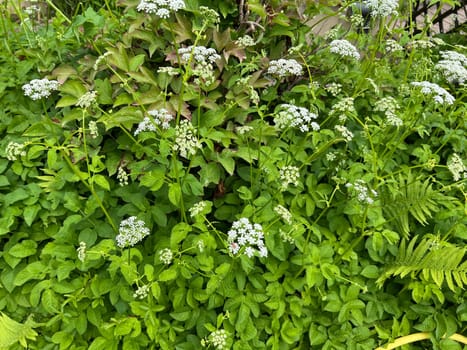 Goutweed,Aegopodium podagraria,belongs to the wild herbs and wild vegetables. It is a wild plant with white flowers. It is an important medicinal plant. Giersch,Aegopodium podagraria,belongs to the wild herbs and wild vegetables. It is a wild plant with white flowers. It is an important medicinal plant.