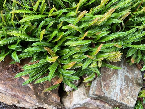 "Ribbed fern,Blechnum Capense is an attractive fern species for any shade garden. Rib fern,Blechnum capense,is an attractive fern species for any shade garden. """