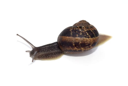 Spotted snail,Cornu aspersum are snails that are commonly found. Spotted snail,Cornu aspersum are snails that are commonly found