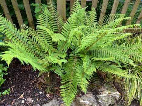 Shield fern,Polystichum setiferum is one of the native forest ferns,rolls out in spring and forms long,double-pinnate fronds. Polystichum setiferum is one of the native forest ferns,unfurls in spring and forms long,bi-pinnate fronds