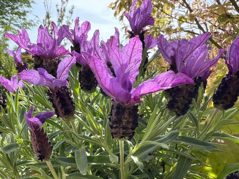 Crested lavender,Lavandula stoechas is a type of lavender with pretty blue flowers. Lavender,Lavandula stoechas,is a type of lavender with pretty blue flowers.