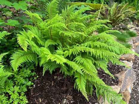 Shield fern,Polystichum setiferum is one of the native forest ferns,rolls out in spring and forms long,double-pinnate fronds. Polystichum setiferum is one of the native forest ferns,unfurls in spring and forms long,bi-pinnate fronds