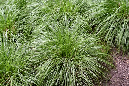 Sedge,Carex,is evergreen and hardy and thus provides an intense,green color even in winter. Sedge,Carex,is evergreen and hardy and therefore provides an intense green colour even in winter.