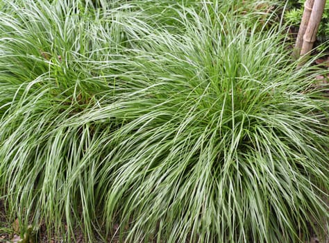 Sedge,Carex,is evergreen and hardy and thus provides an intense,green color even in winter. Sedge,Carex,is evergreen and hardy and therefore provides an intense green colour even in winter.