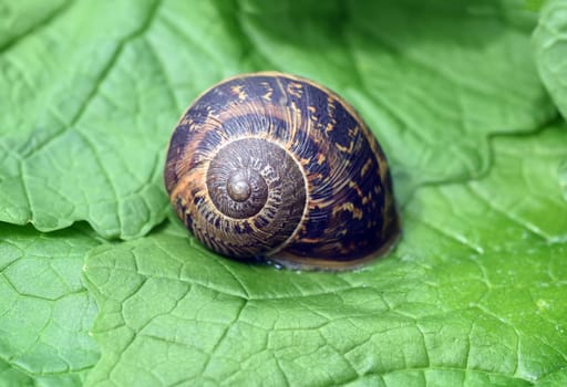 Spotted snail,Cornu aspersum are snails that are commonly found. Spotted snail,Cornu aspersum are snails that are commonly found