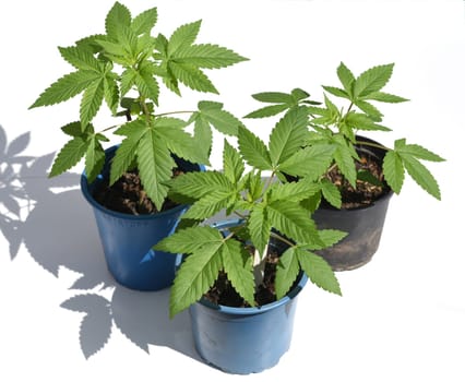 Cannabis is no longer subject to the Narcotics Act (BtMG). Adults aged 18 and over are allowed to own up to 3 plants.  Cannabis is no longer subject to the Narcotics Act (BtMG). Adults aged 18 and over are allowed to own up to 3 plants