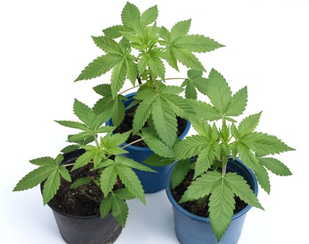Cannabis is no longer subject to the Narcotics Act (BtMG). Adults aged 18 and over are allowed to own up to 3 plants.  Cannabis is no longer subject to the Narcotics Act (BtMG). Adults aged 18 and over are allowed to own up to 3 plants