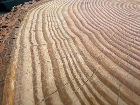 Annual rings are the growth rings of a tree in cross-section. Annual rings are the growth rings of a tree in cross section.
