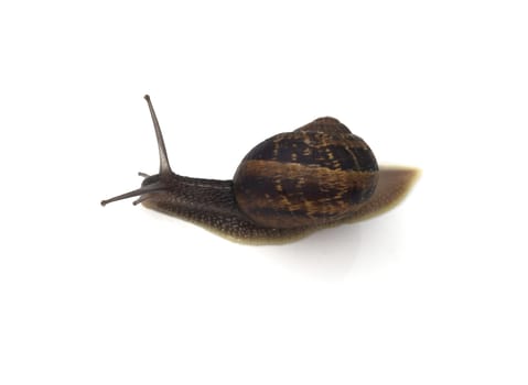 Spotted snail,Cornu aspersum are snails that are commonly found. Spotted snail,Cornu aspersum are snails that are commonly found