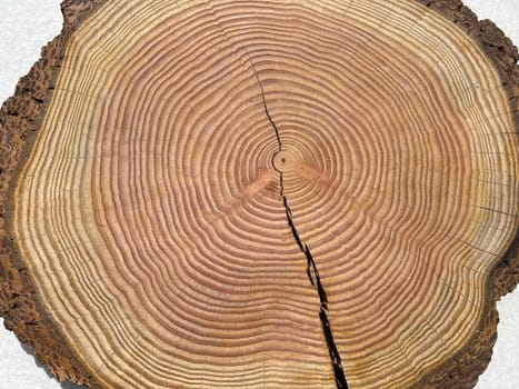 Annual rings are the growth rings of a tree in cross-section. Annual rings are the growth rings of a tree in cross section.