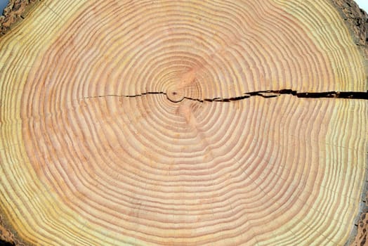 Annual rings are the growth rings of a tree in cross-section. Annual rings are the growth rings of a tree in cross section.