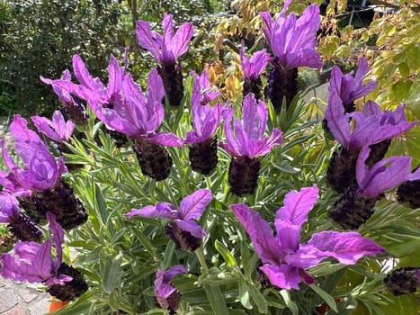 Crested lavender,Lavandula stoechas is a type of lavender with pretty blue flowers. Lavender,Lavandula stoechas,is a type of lavender with pretty blue flowers.