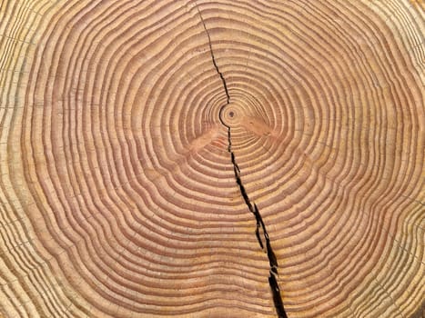 Annual rings are the growth rings of a tree in cross-section. Annual rings are the growth rings of a tree in cross section.