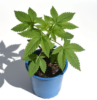Cannabis is no longer subject to the Narcotics Act (BtMG). Adults aged 18 and over are allowed to own up to 3 plants.  Cannabis is no longer subject to the Narcotics Act (BtMG). Adults aged 18 and over are allowed to own up to 3 plants