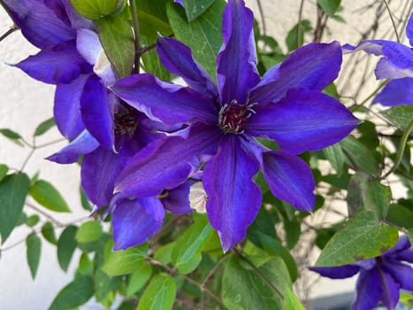 Clematis,The President,Clematis hybrid,is a beautiful climbing plant with blue,double flowers. Clematis,The President,Clematis Hybrid,is a beautiful climber with blue,flowers.