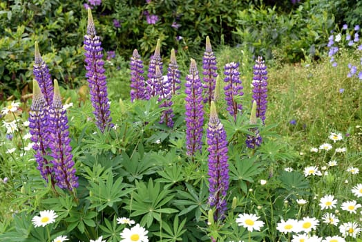 Lupine,Lupinus angustifolius is an attractive flower that thrives wild and also in our gardens. Lupine,Lupinus angustifolius,is an attractive flower that grows wild and also thrives in our gardens.