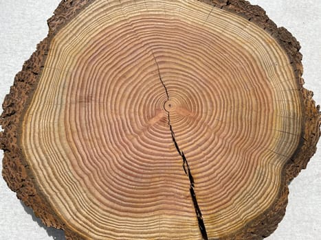 Annual rings are the growth rings of a tree in cross-section. Annual rings are the growth rings of a tree in cross section.