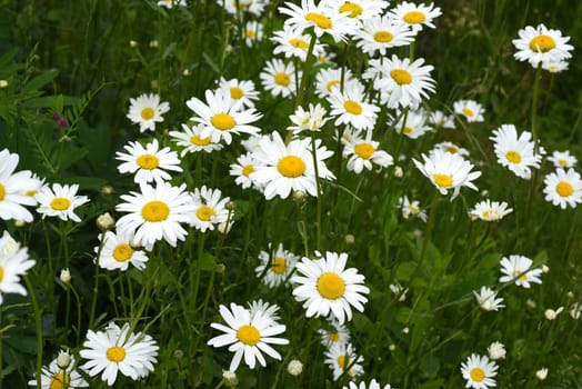 Daisies form simple flowers,are pollen donors for bees and attract butterflies. They bloom from May to October. Daisies form simple flowers,are pollen donors for bees and attract butterflies. They bloom from May to October.