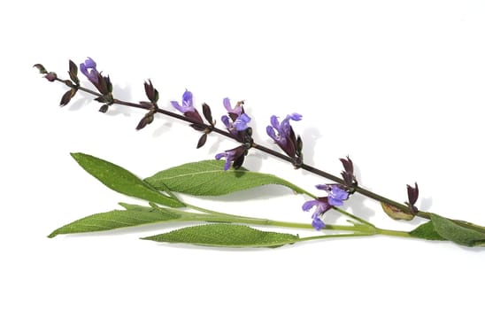 Sage,Salvia officinalis,is an important medicinal plant and a fragrant plant with blue flowers. It is a beautiful perennial and is also used in the kitchen as a spice. Sage,Salvia officinalis,is an important medicinal plant and a scented plant with blue flowers. It is a beautiful perennial and is also used in the kitchen as a seasoning.