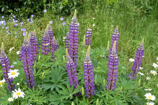 Lupine,Lupinus angustifolius is an attractive flower that thrives wild and also in our gardens. Lupine,Lupinus angustifolius,is an attractive flower that grows wild and also thrives in our gardens.