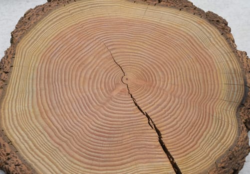 Annual rings are the growth rings of a tree in cross-section. Annual rings are the growth rings of a tree in cross section.