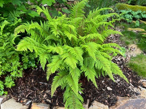 Shield fern,Polystichum setiferum is one of the native forest ferns,rolls out in spring and forms long,double-pinnate fronds. Polystichum setiferum is one of the native forest ferns,unfurls in spring and forms long,bi-pinnate fronds