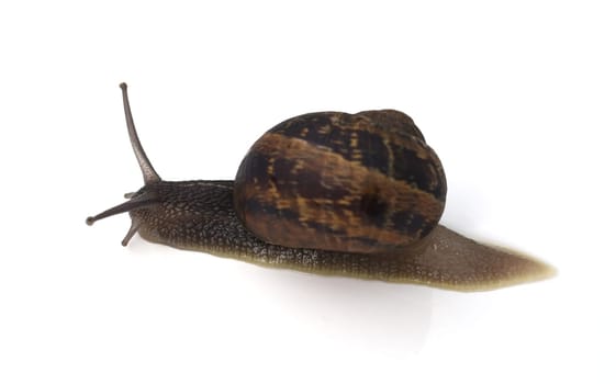 Spotted snail,Cornu aspersum are snails that are commonly found. Spotted snail,Cornu aspersum are snails that are commonly found