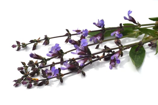Sage,Salvia officinalis,is an important medicinal plant and a fragrant plant with blue flowers. It is a beautiful perennial and is also used in the kitchen as a spice. Sage,Salvia officinalis,is an important medicinal plant and a scented plant with blue flowers. It is a beautiful perennial and is also used in the kitchen as a seasoning.