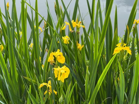 Marsh iris,Iris pseudacorus is a water and medicinal plant with yellow flowers. Marsh iris,Iris pseudacorus,is an aquatic and medicinal plant with yellow flowers.