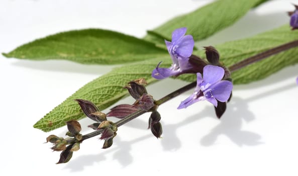 Sage,Salvia officinalis,is an important medicinal plant and a fragrant plant with blue flowers. It is a beautiful perennial and is also used in the kitchen as a spice. Sage,Salvia officinalis,is an important medicinal plant and a scented plant with blue flowers. It is a beautiful perennial and is also used in the kitchen as a seasoning.