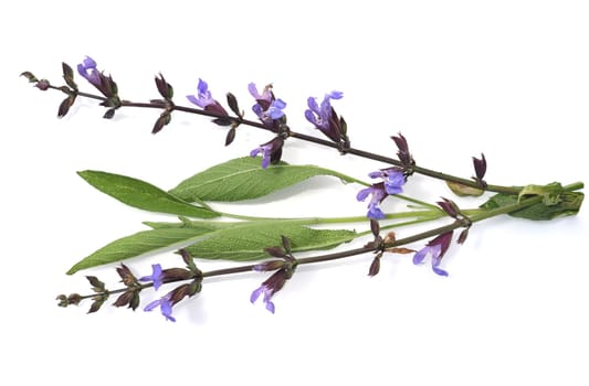 Sage,Salvia officinalis,is an important medicinal plant and a fragrant plant with blue flowers. It is a beautiful perennial and is also used in the kitchen as a spice. Sage,Salvia officinalis,is an important medicinal plant and a scented plant with blue flowers. It is a beautiful perennial and is also used in the kitchen as a seasoning.
