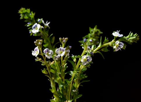 Thyme Honorary Award,Veronica serpyllifolia,is an honorary award that has thyme-like leaves. Thyme speedwell,Veronica serpyllifolia,is a speedwell that has thyme-like leaves.