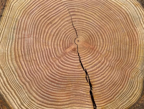Annual rings are the growth rings of a tree in cross-section. Annual rings are the growth rings of a tree in cross section.