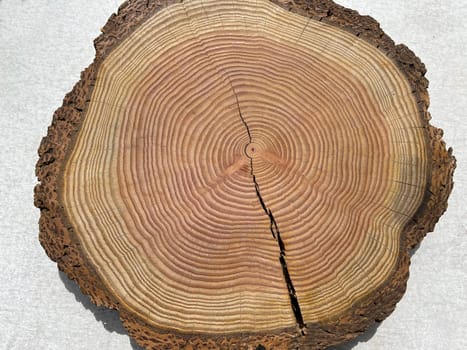 Annual rings are the growth rings of a tree in cross-section. Annual rings are the growth rings of a tree in cross section.